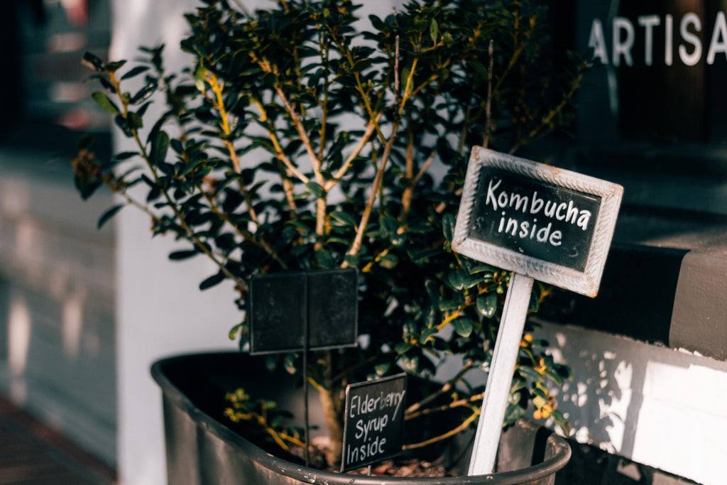 A plant in a pot on the sidewalk outside of a health food store, it’s tag reads “Kombucha Inside”.